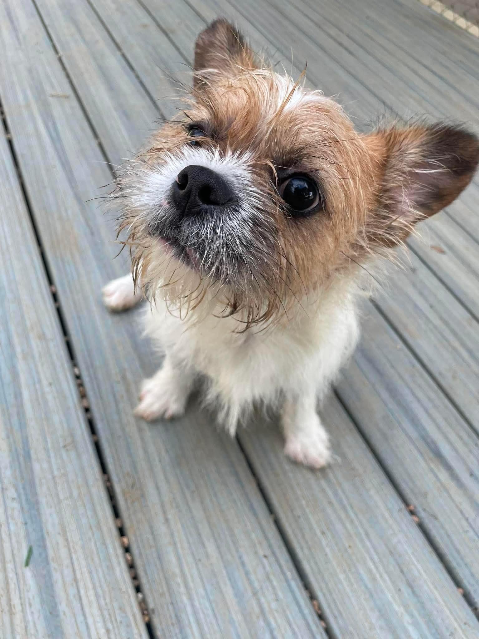 Enlarge Rush, a Adopted mixed breed in Seattle, WA image 3/3