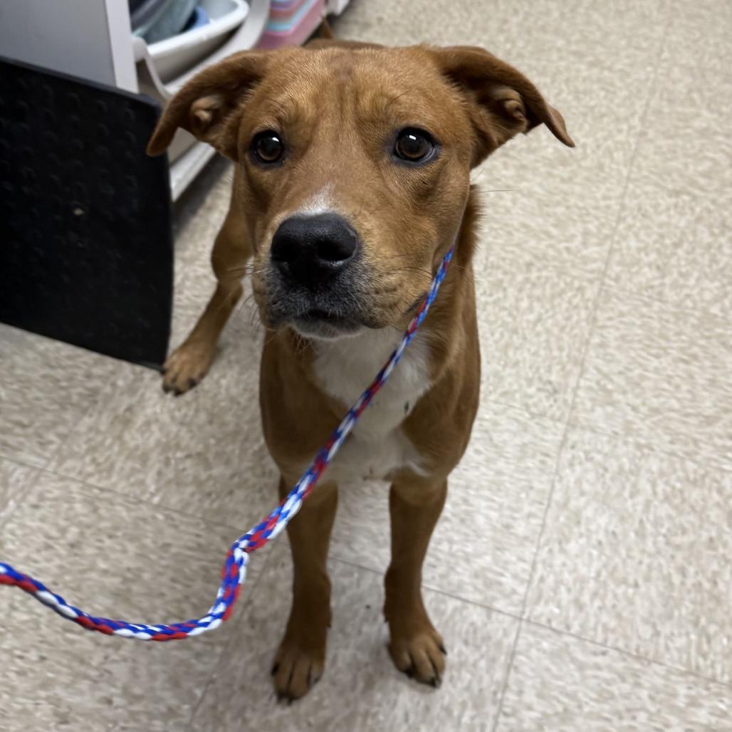 Dog 01/20/2026, Adoptable, Adult Male Labrador Retriever.