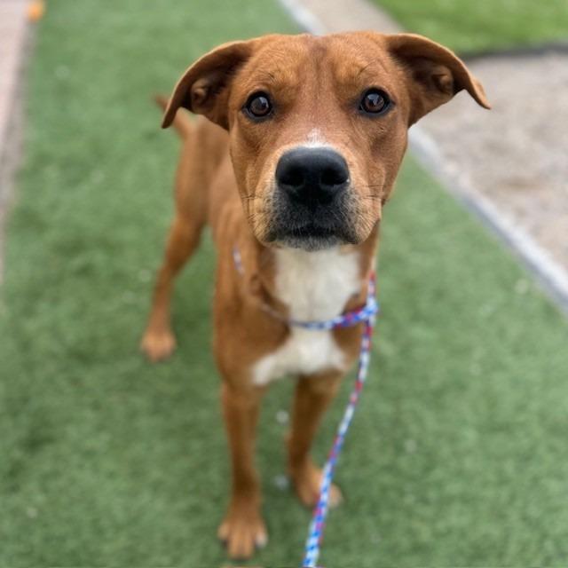 Enlarge Romeo, a Adoptable mixed breed in Bullhead City, AZ image 2/2