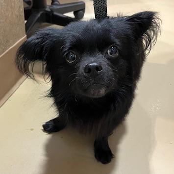 Enlarge Miguel, a Adoptable Mixed Breed in Winston-Salem, NC image 1/1