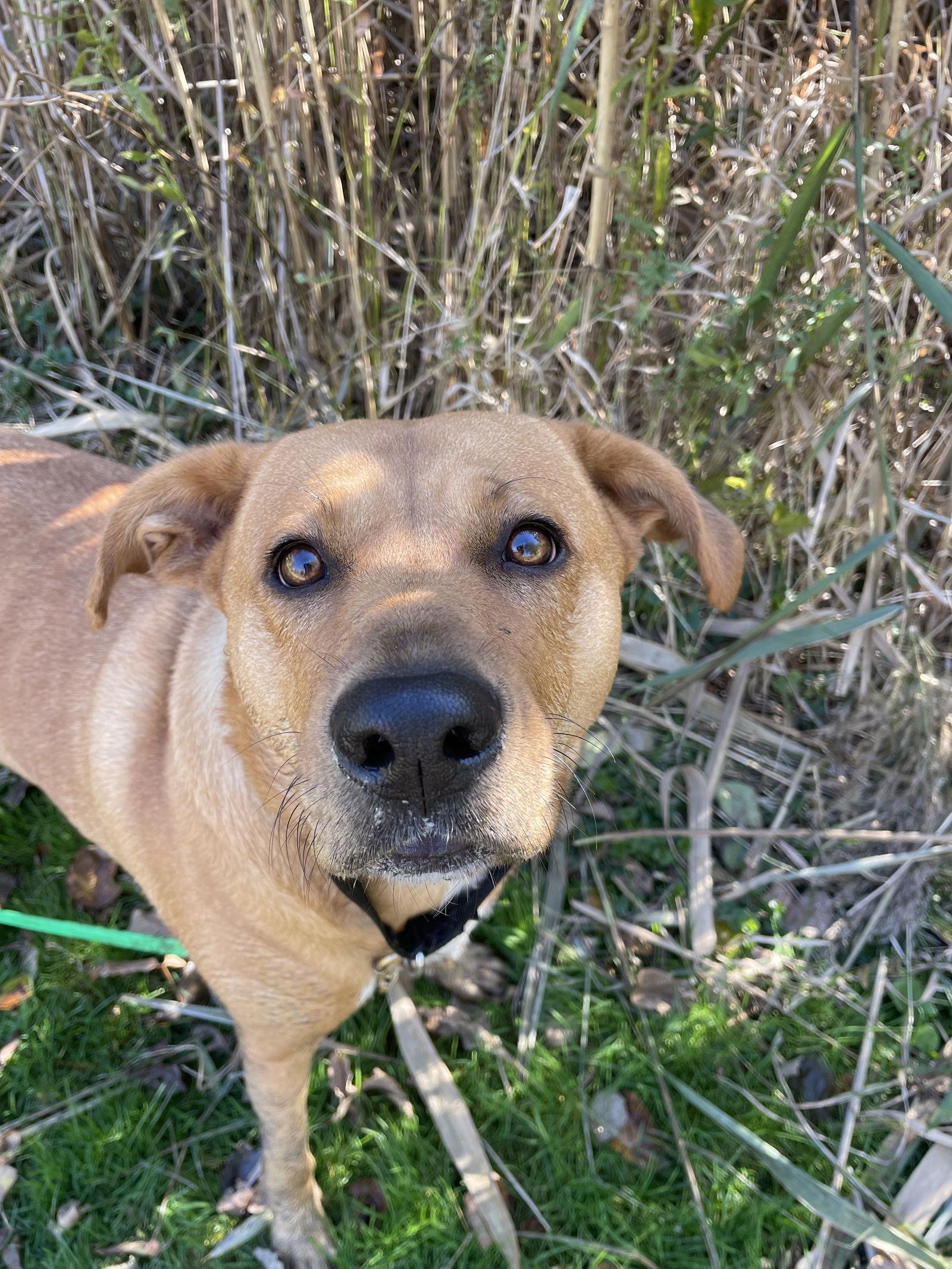 Enlarge Sasha, a Adoptable mixed breed in Island Lake, IL image 1/3
