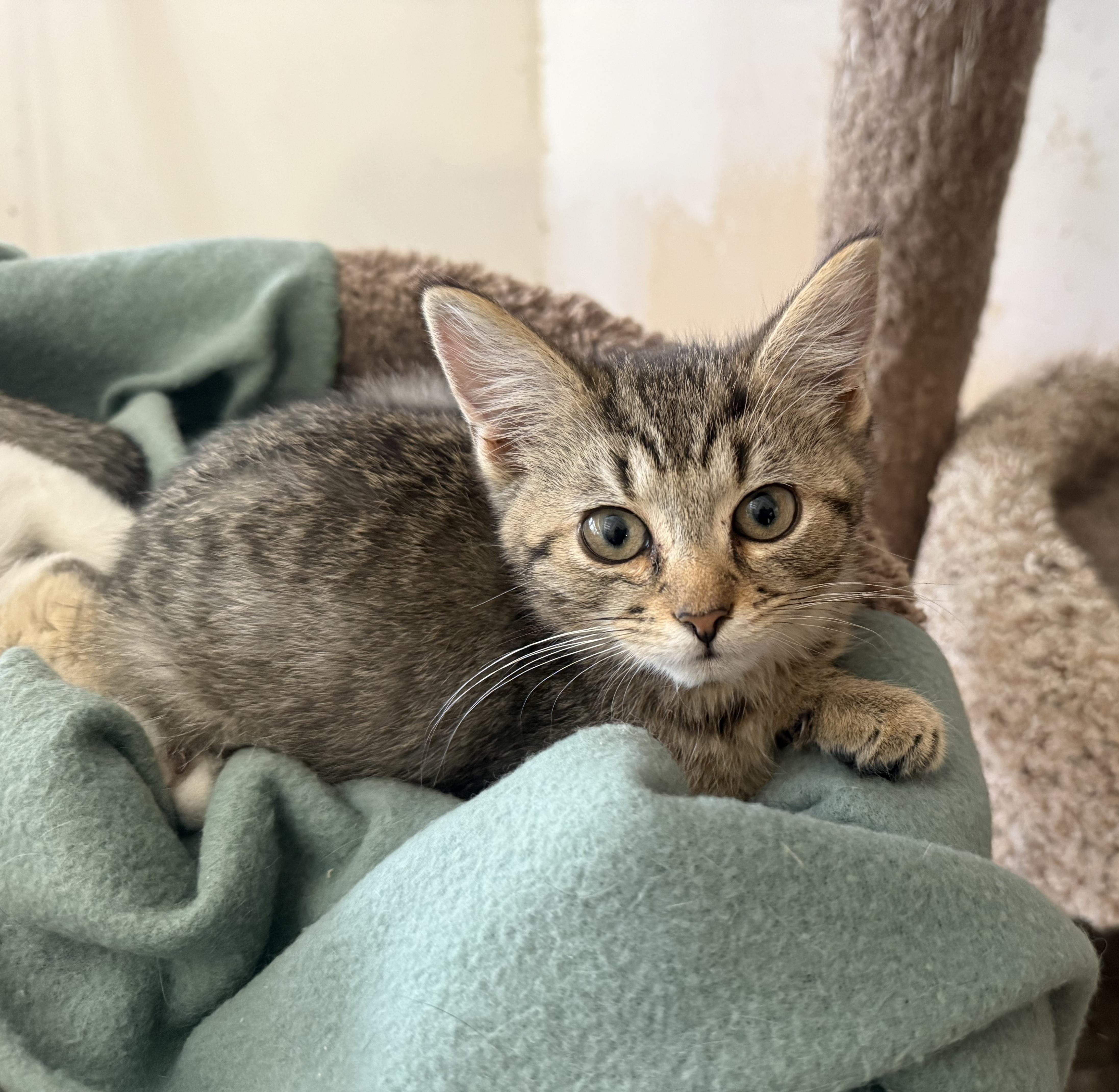 Teddy, Adoptable, Kitten Male Tabby.