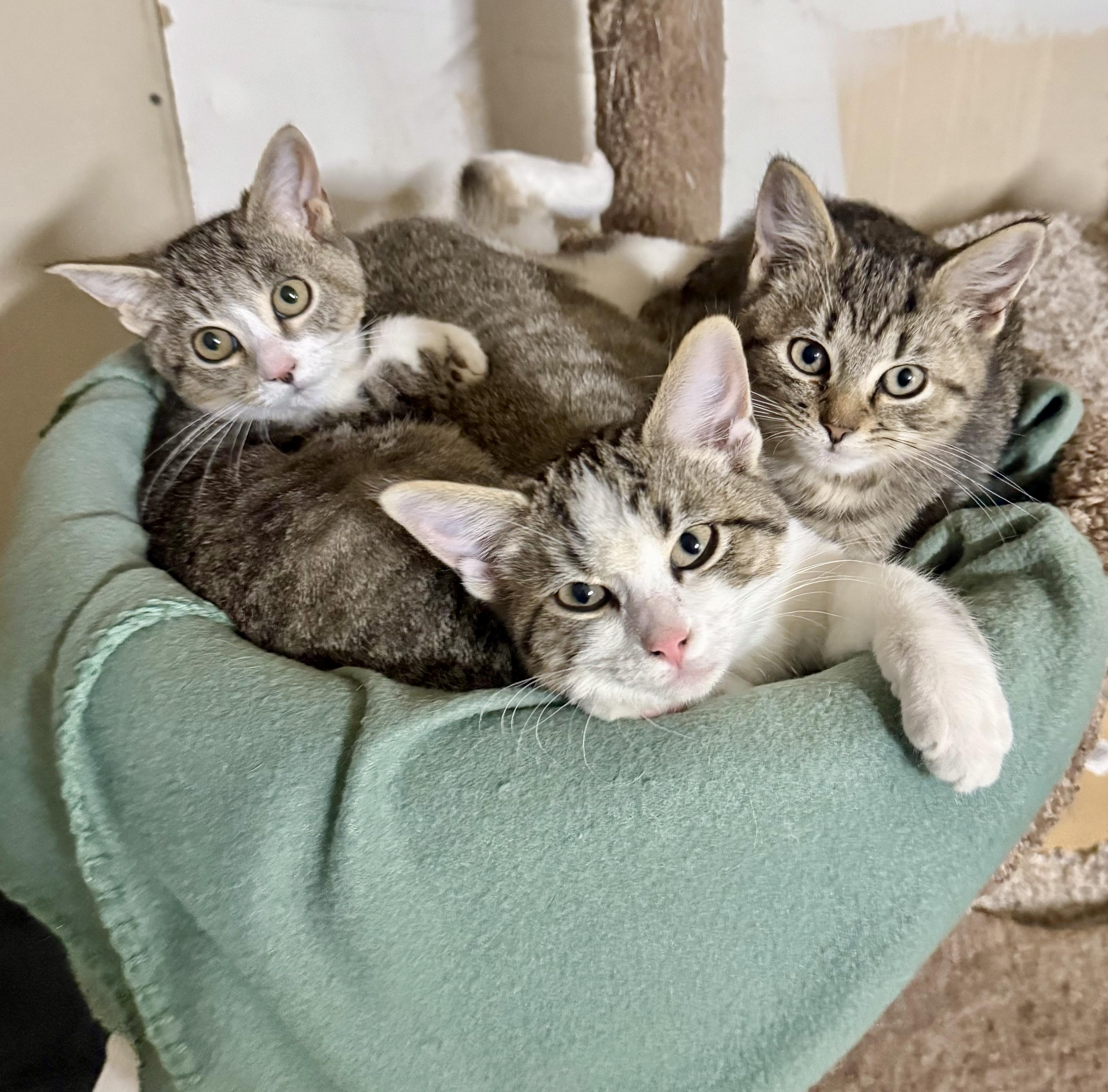 Teddy, a Adoptable Tabby in Pickerington, OH image 4/5