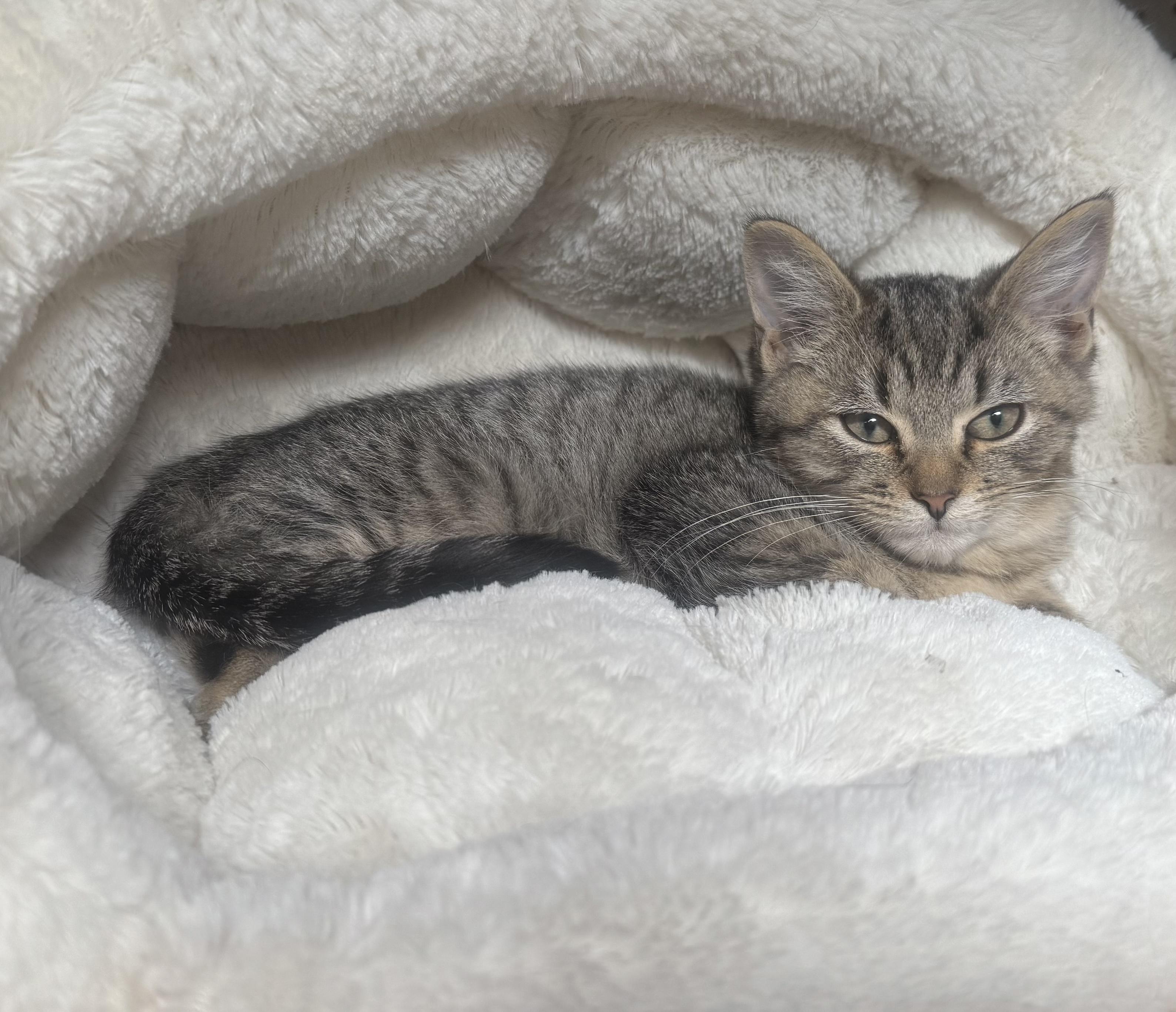 Teddy, a Adoptable Tabby in Pickerington, OH image 3/5