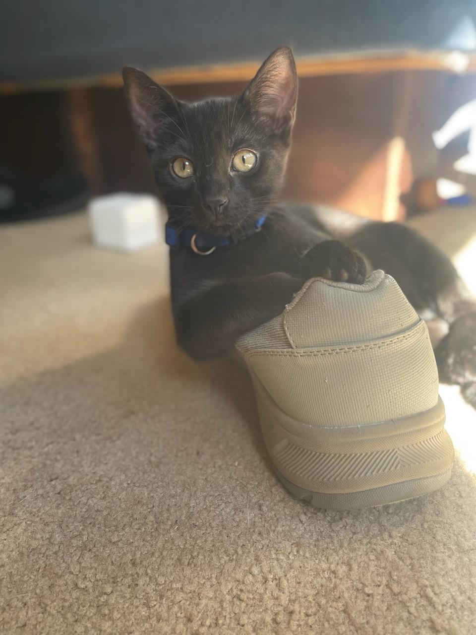 Hercules, Adoptable, Young Male Domestic Short Hair.