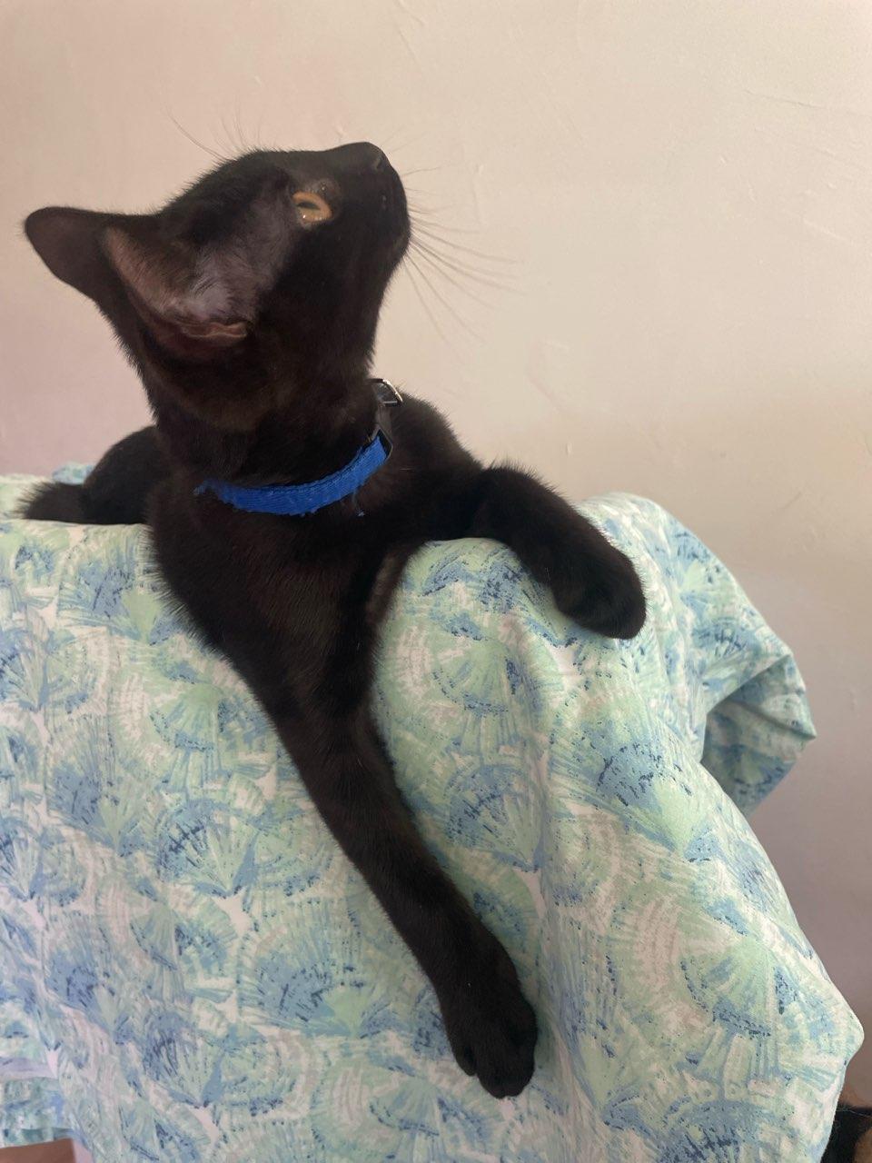 Enlarge Hercules, a Adoptable Domestic Short Hair in Fayetteville, NC image 3/4