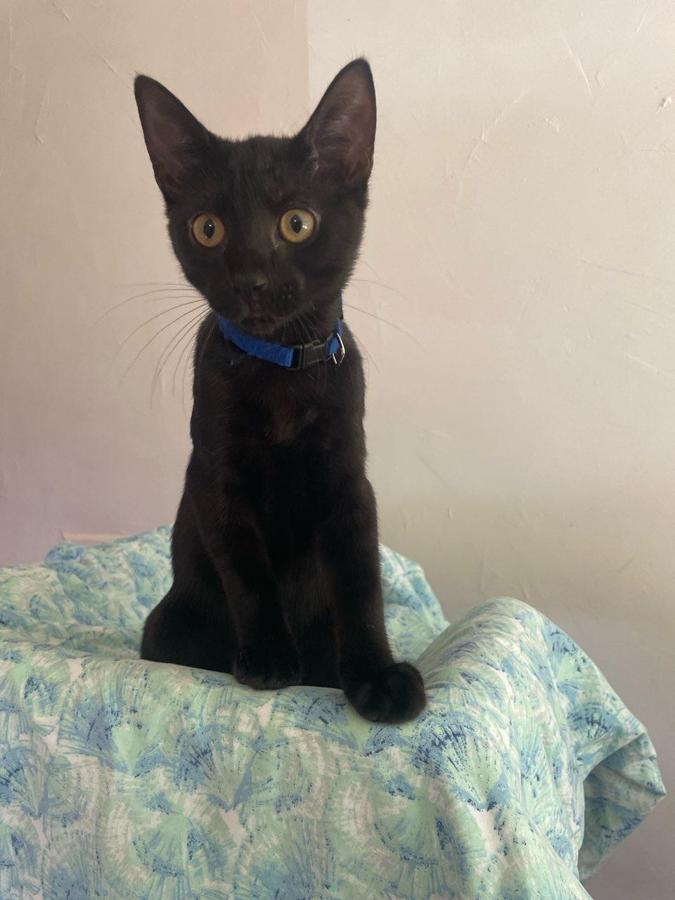 Enlarge Hercules, a Adoptable Domestic Short Hair in Fayetteville, NC image 2/4