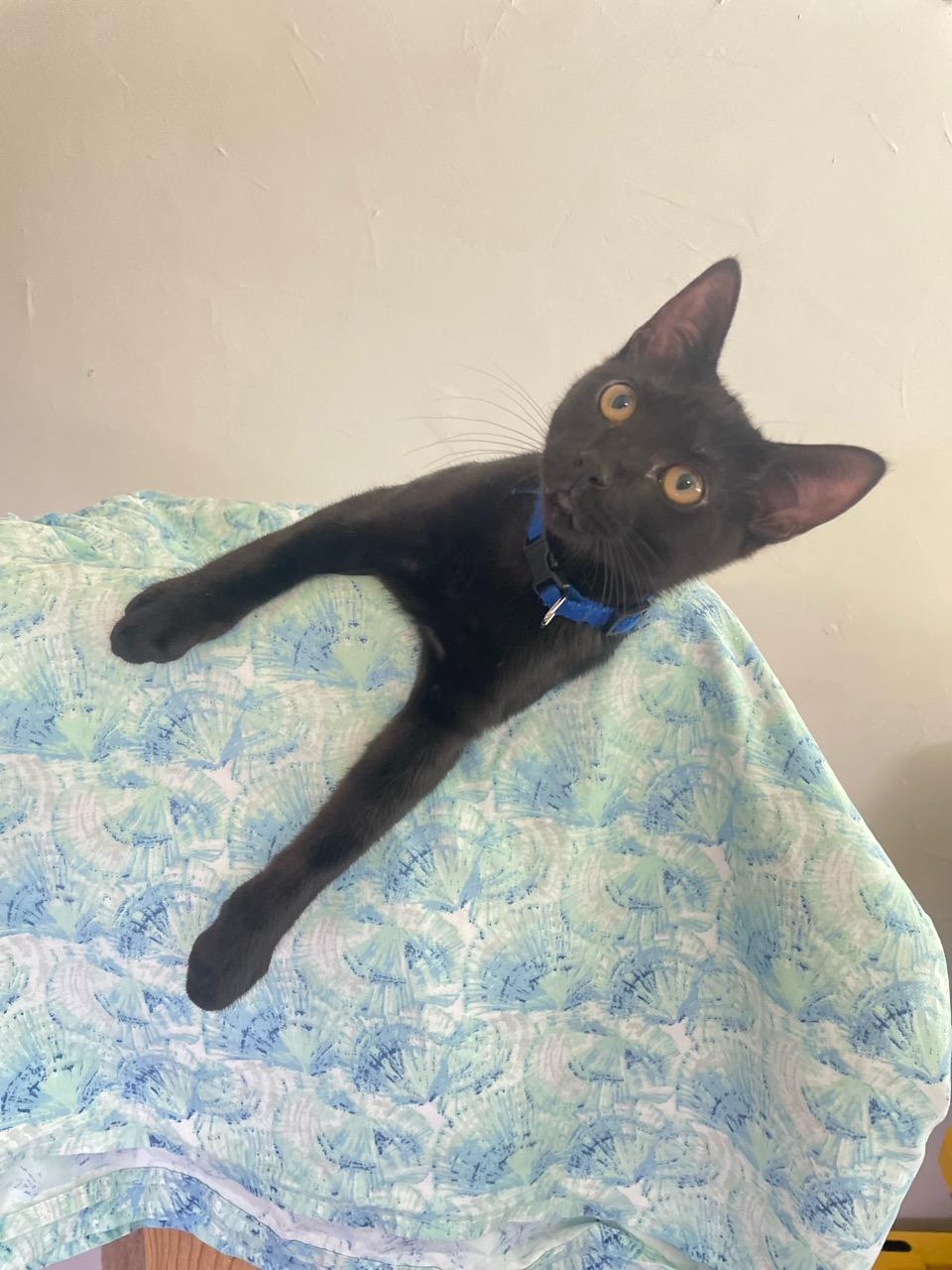 Enlarge Hercules, a Adoptable Domestic Short Hair in Fayetteville, NC image 4/4