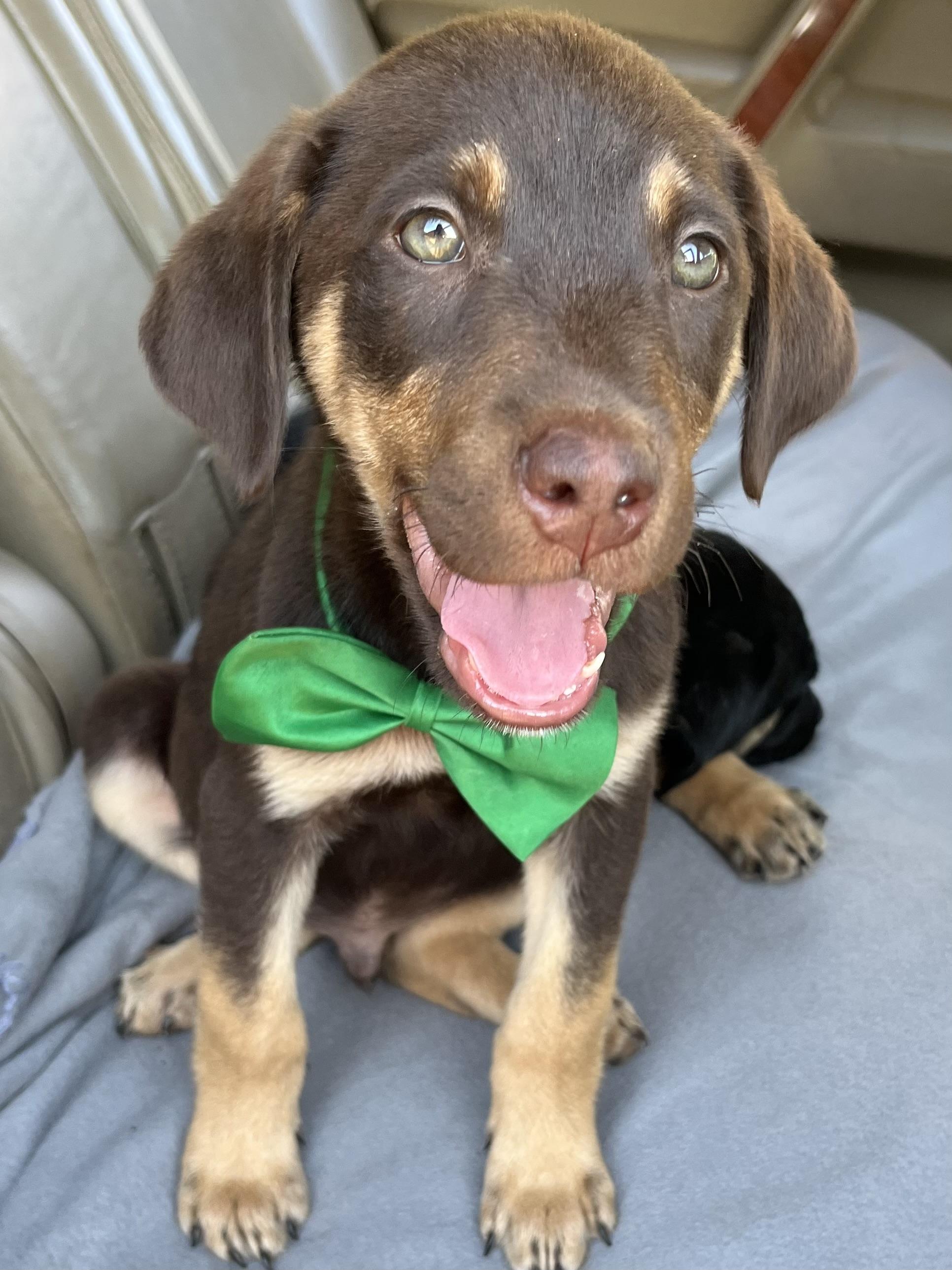 Hershey, Adoptable, Puppy Male Chocolate Labrador Retriever & Mixed Breed.