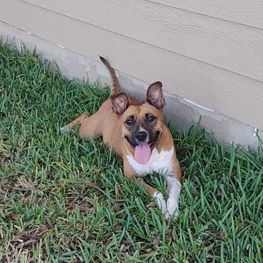 Enlarge Nala, a Adoptable mixed breed in Kerrville, TX image 2/6