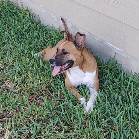 Enlarge Nala, a Adoptable mixed breed in Kerrville, TX image 4/6