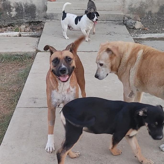 Enlarge Nala, a Adoptable mixed breed in Kerrville, TX image 3/6