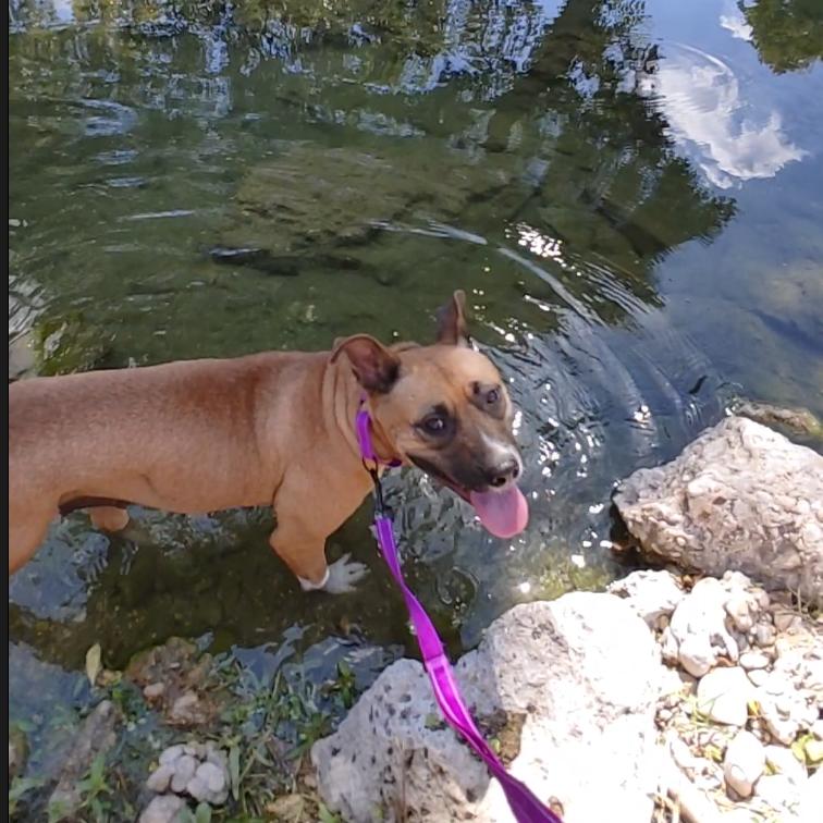 Enlarge Nala, a Adoptable mixed breed in Kerrville, TX image 5/6