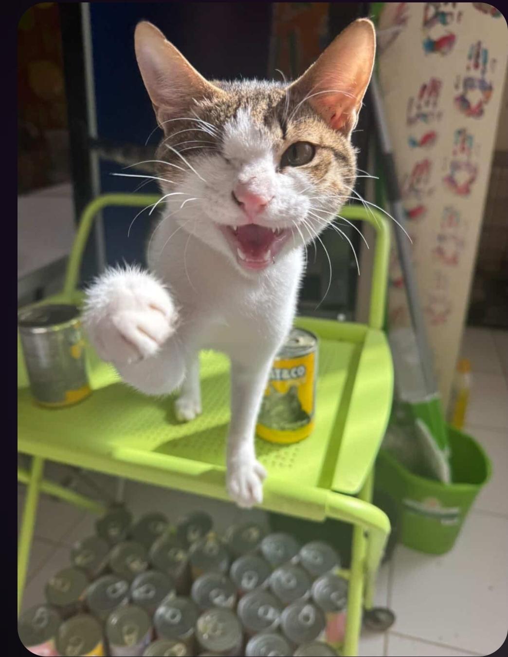 Mirabelle, Adoptable, Young Female Domestic Short Hair.