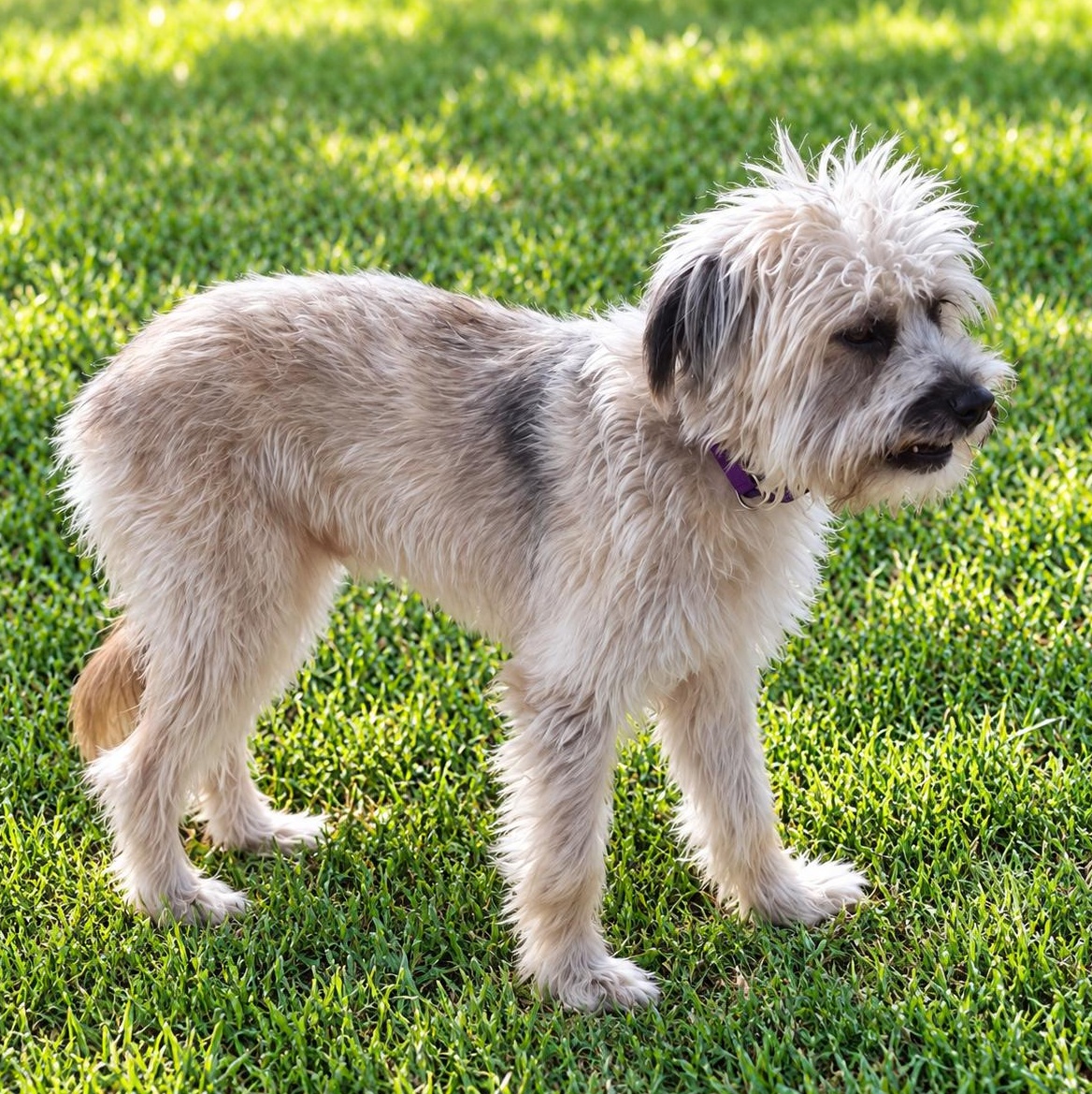 Enlarge Carter, a Adoptable mixed breed in Hyannis, MA image 3/5