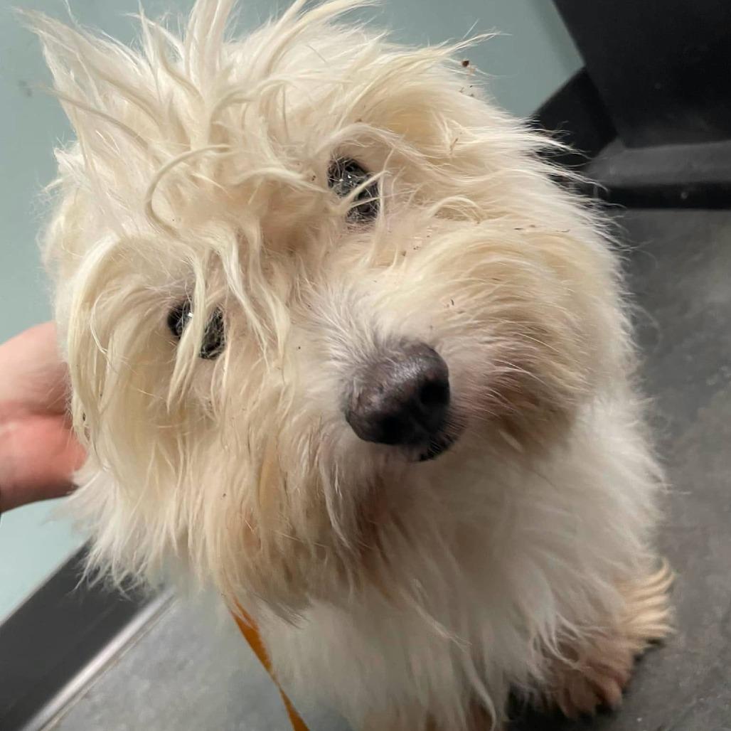 Judge, Adoptable, Adult Male Mixed Breed.