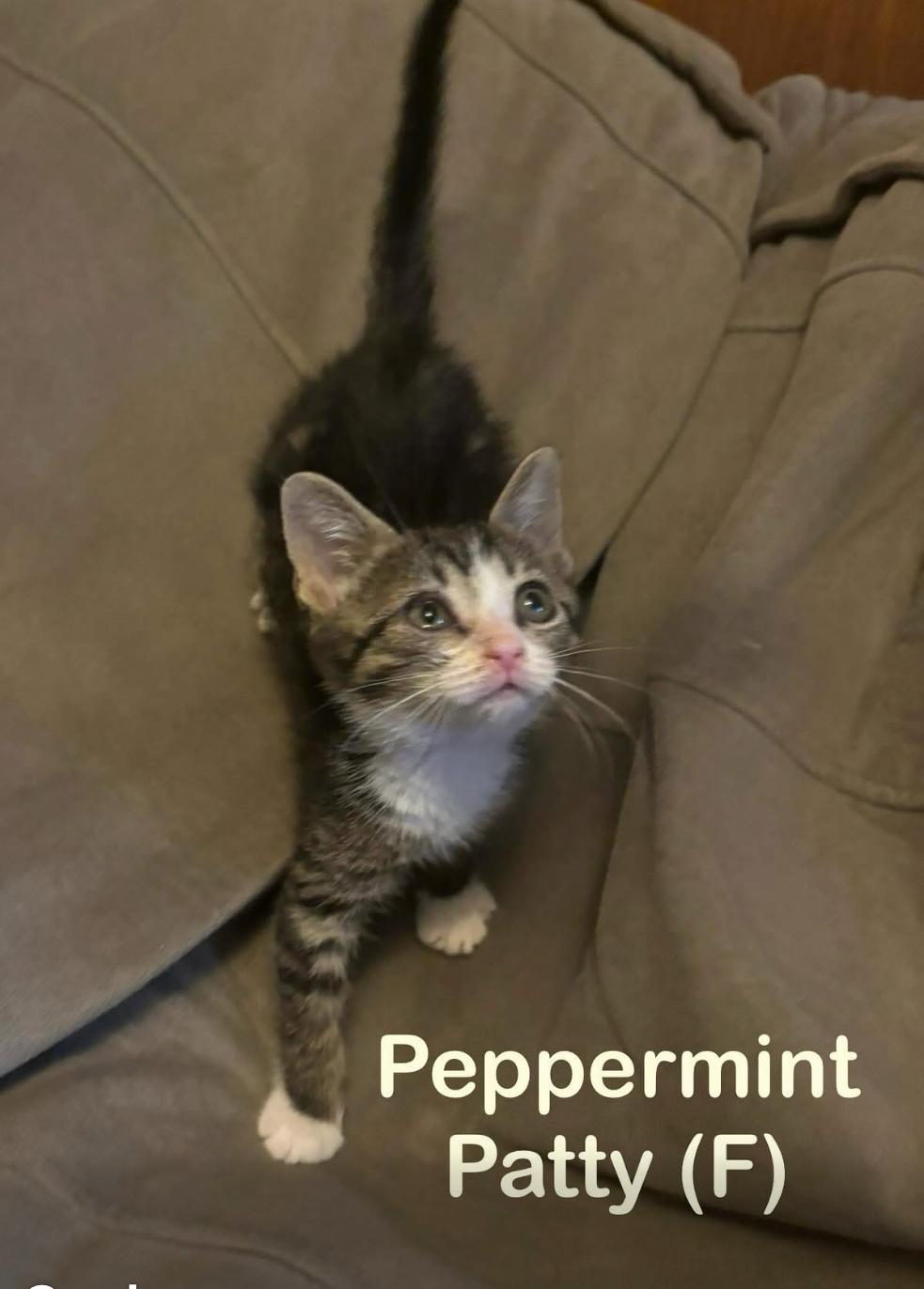 Enlarge Peppermint Patty, a Adoptable Tabby in Avondale, PA image 1/1