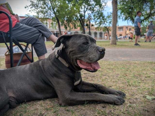 WALLY, Adoptable, Senior Male Mixed Breed.
