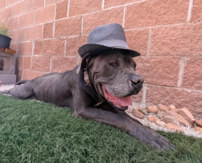 WALLY, Adoptable, Senior Male Mixed Breed.