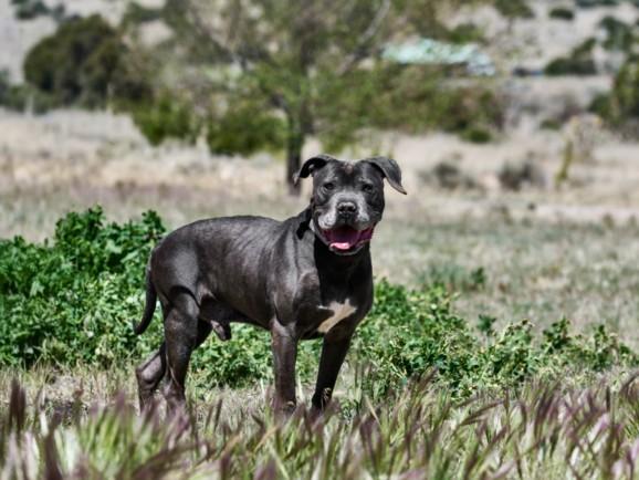 Enlarge WALLY, a Adoptable Mixed Breed in Santa Fe, NM image 1/1