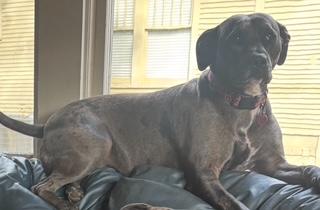 Stella, a Adoptable mixed breed in Little Rock, AR image 4/5