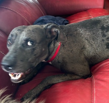 Stella, a Adoptable mixed breed in Little Rock, AR image 2/5