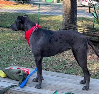 Stella, Adoptable, Adult Female Catahoula Leopard Dog.