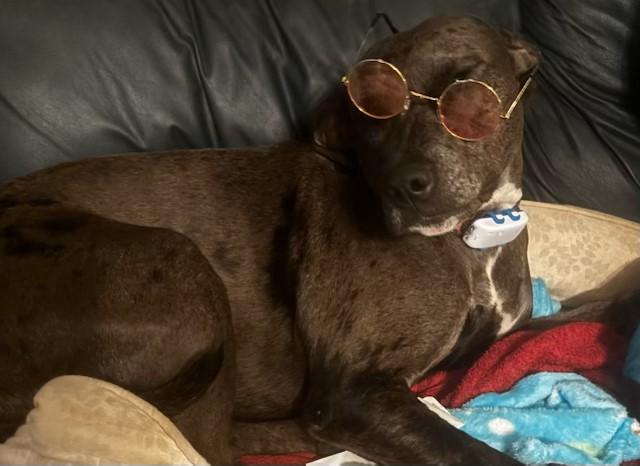 Stella