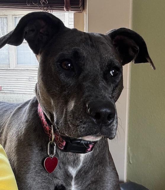 Stella, a Adoptable mixed breed in Little Rock, AR image 1/5