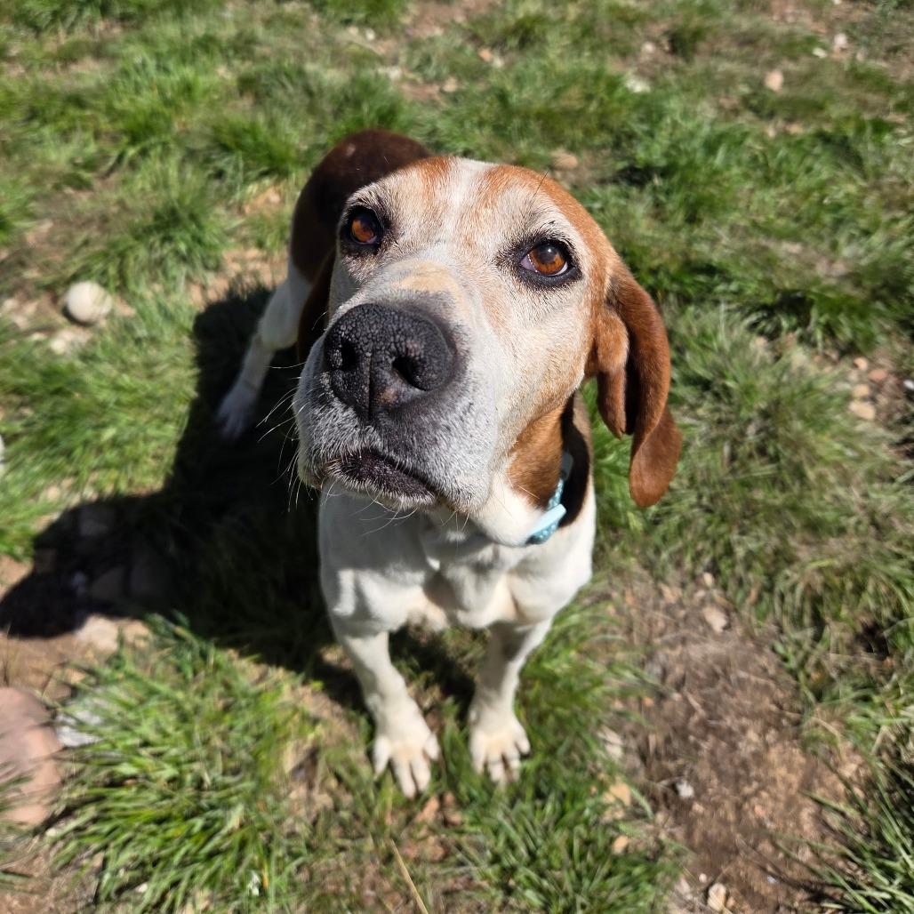 Enlarge Darla, a Adoptable Mixed Breed in Park City, UT image 1/6