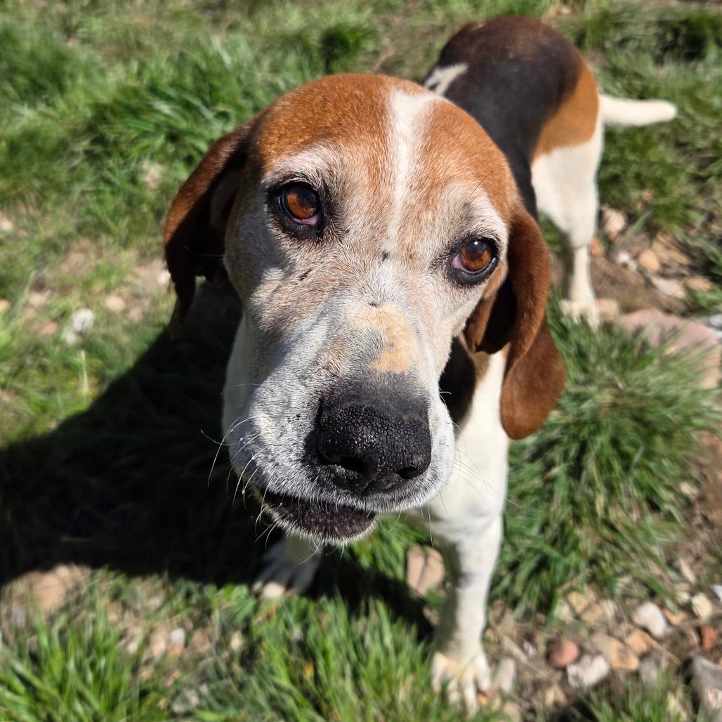 Enlarge Darla, a Adoptable Mixed Breed in Park City, UT image 2/6
