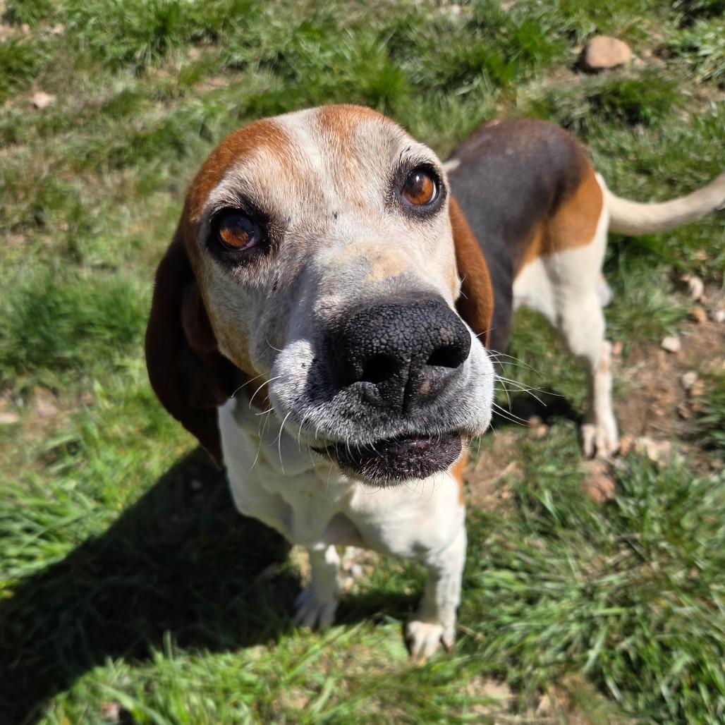 Enlarge Darla, a Adoptable Mixed Breed in Park City, UT image 3/6