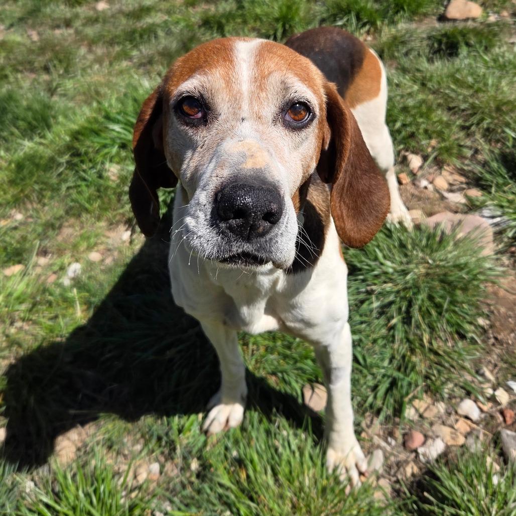 Enlarge Darla, a Adoptable Mixed Breed in Park City, UT image 4/6
