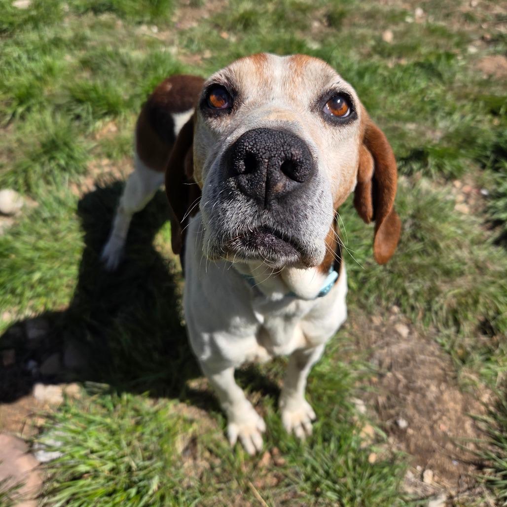 Enlarge Darla, a Adoptable Mixed Breed in Park City, UT image 5/6