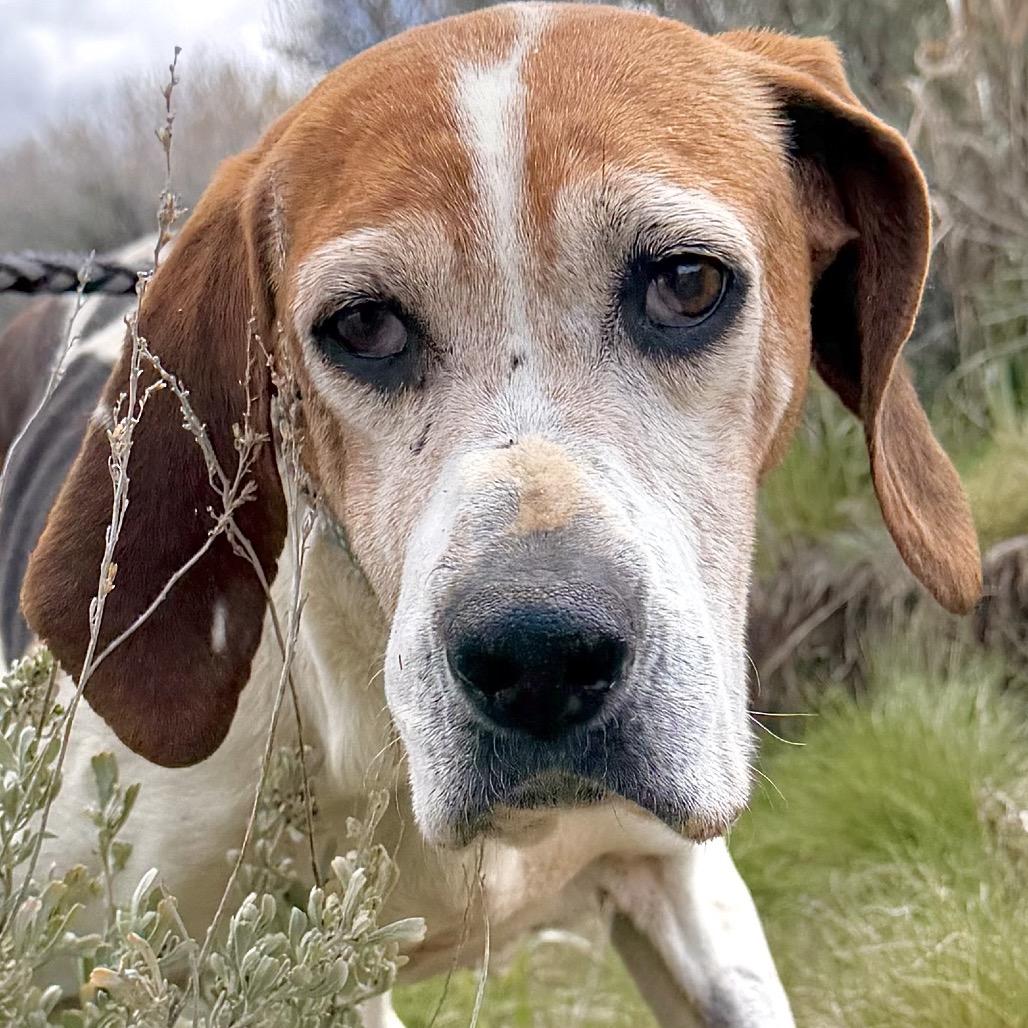 Enlarge Darla, a Adoptable Mixed Breed in Park City, UT image 6/6
