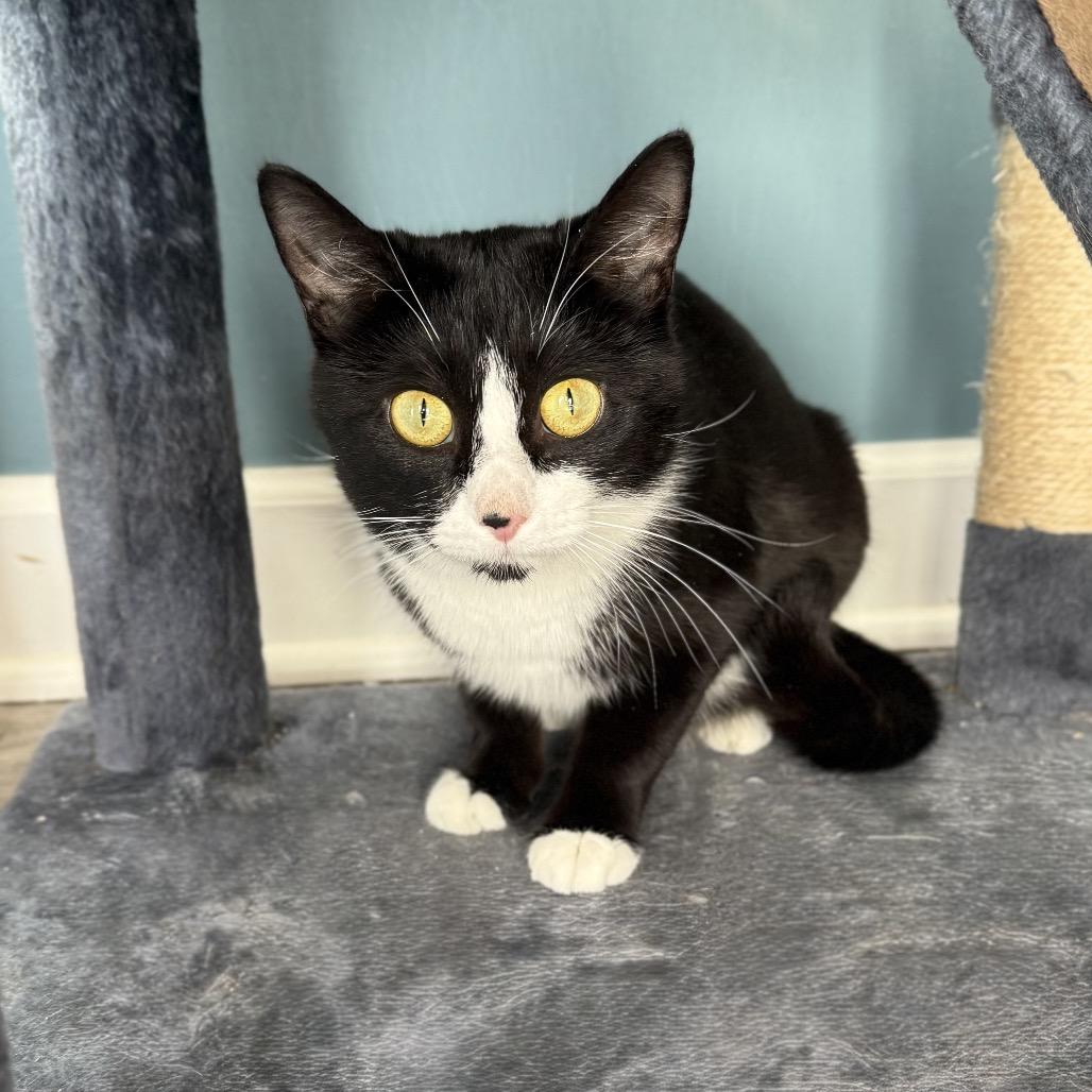 Enlarge Sophia, a Adoptable Domestic Short Hair in Granville, OH image 1/1