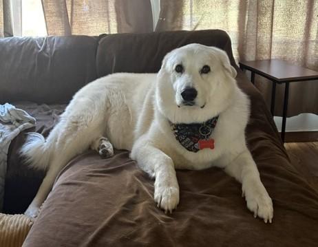 Enlarge Hamilton, a ADOPTABLE mixed breed in Oklahoma City, OK, OK image 6/6