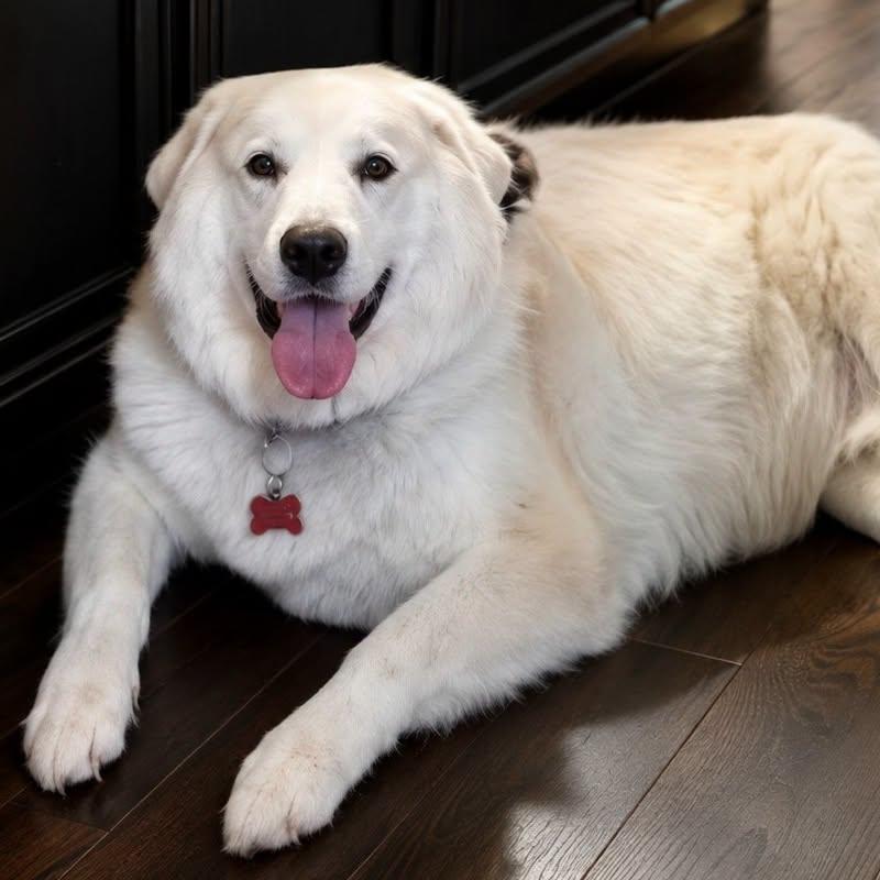 Enlarge Hamilton, a ADOPTABLE mixed breed in Oklahoma City, OK, OK image 1/6