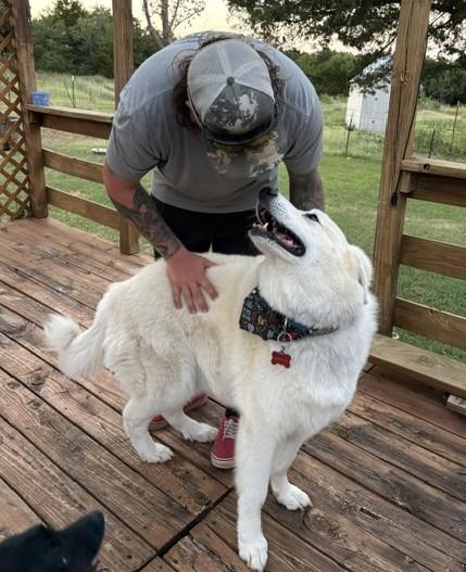 Enlarge Hamilton, a ADOPTABLE mixed breed in Oklahoma City, OK, OK image 5/6