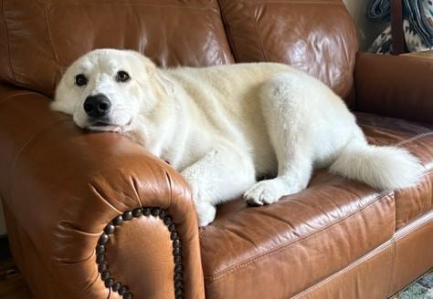 Enlarge Hamilton, a ADOPTABLE mixed breed in Oklahoma City, OK, OK image 4/6