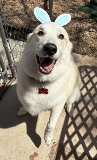 Enlarge Hamilton, a ADOPTABLE mixed breed in Oklahoma City, OK, OK image 2/6