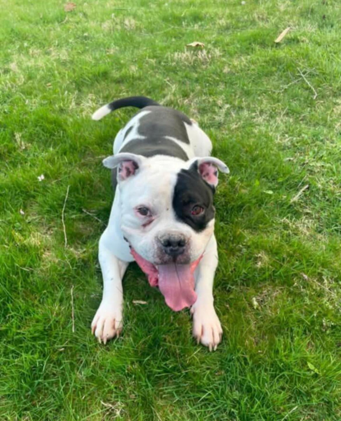 Enlarge Paisan, a Adopted American Bully in East Moriches, NY image 4/6