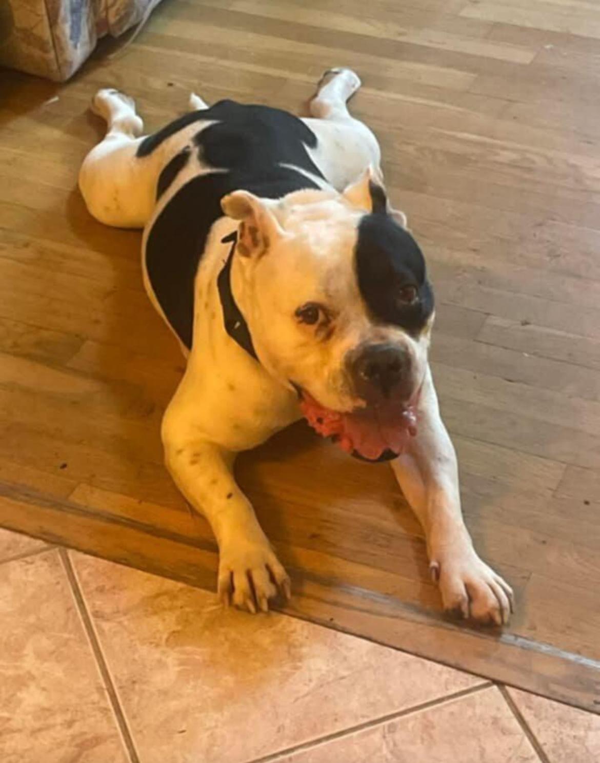 Enlarge Paisan, a Adopted American Bully in East Moriches, NY image 5/6