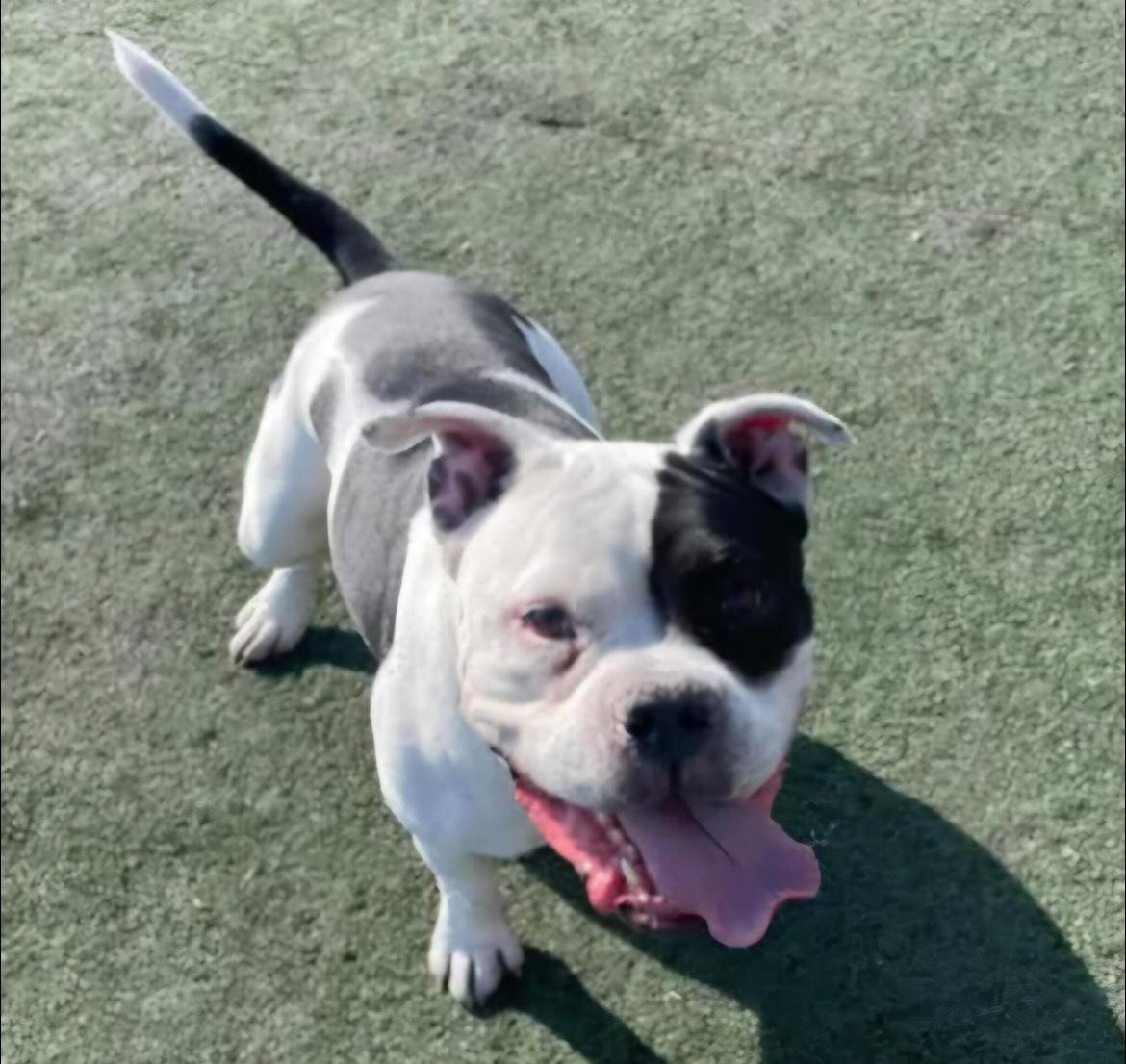 Paisan, Adopted, Adult Male American Bully.