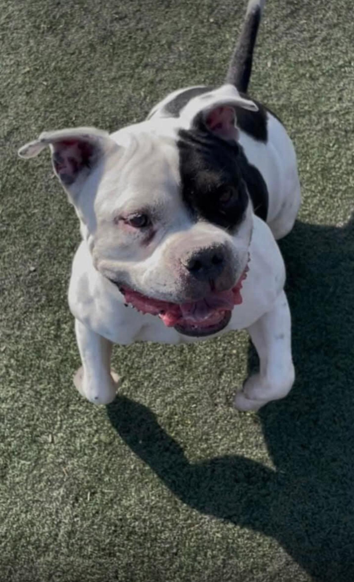 Enlarge Paisan, a Adopted American Bully in East Moriches, NY image 6/6