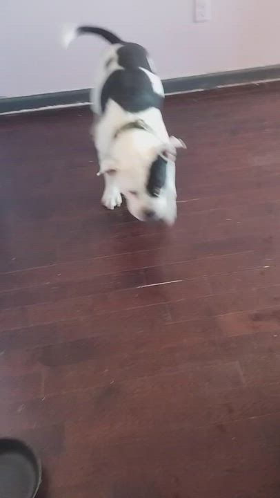 Enlarge Paisan, a Adopted American Bully in East Moriches, NY video 2/6