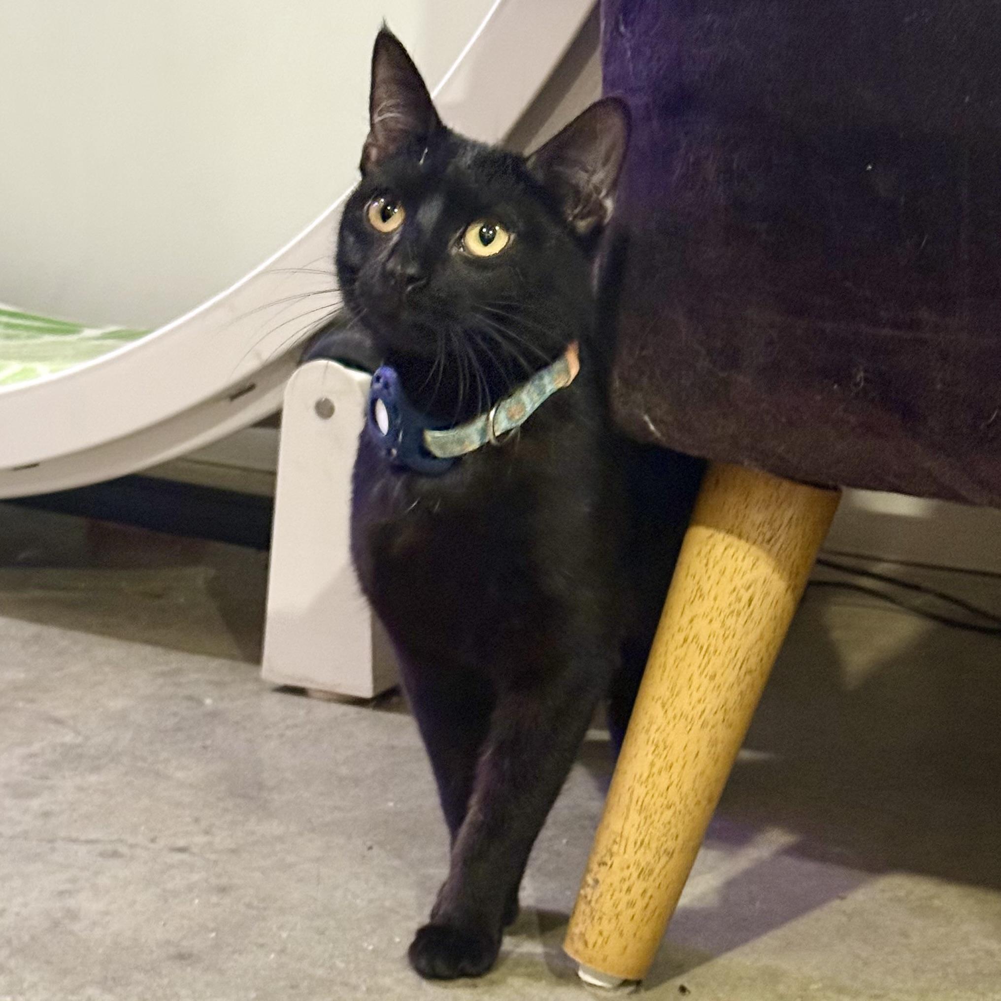 Enlarge Dottie, a ADOPTABLE Domestic Short Hair in Sherman Oaks, CA image 3/6