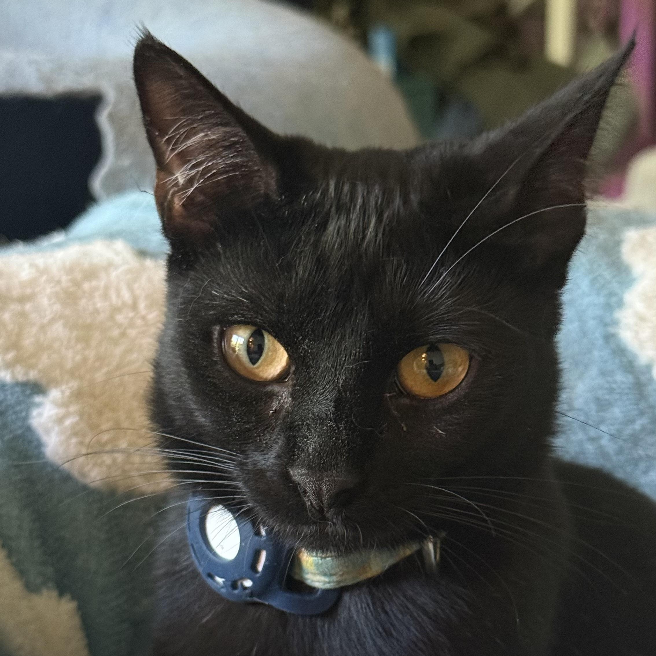 Dottie, an adoptable Domestic Short Hair in Sherman Oaks, CA image 6/6