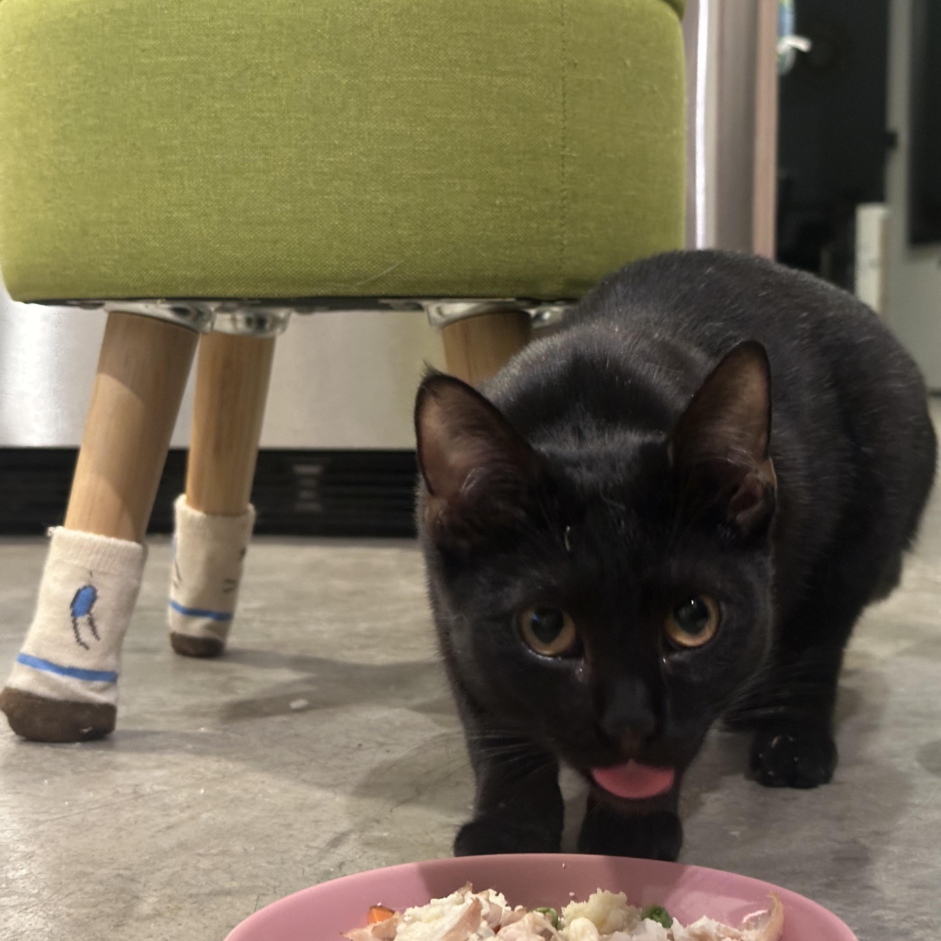 Enlarge Dottie, a ADOPTABLE Domestic Short Hair in Sherman Oaks, CA image 5/6