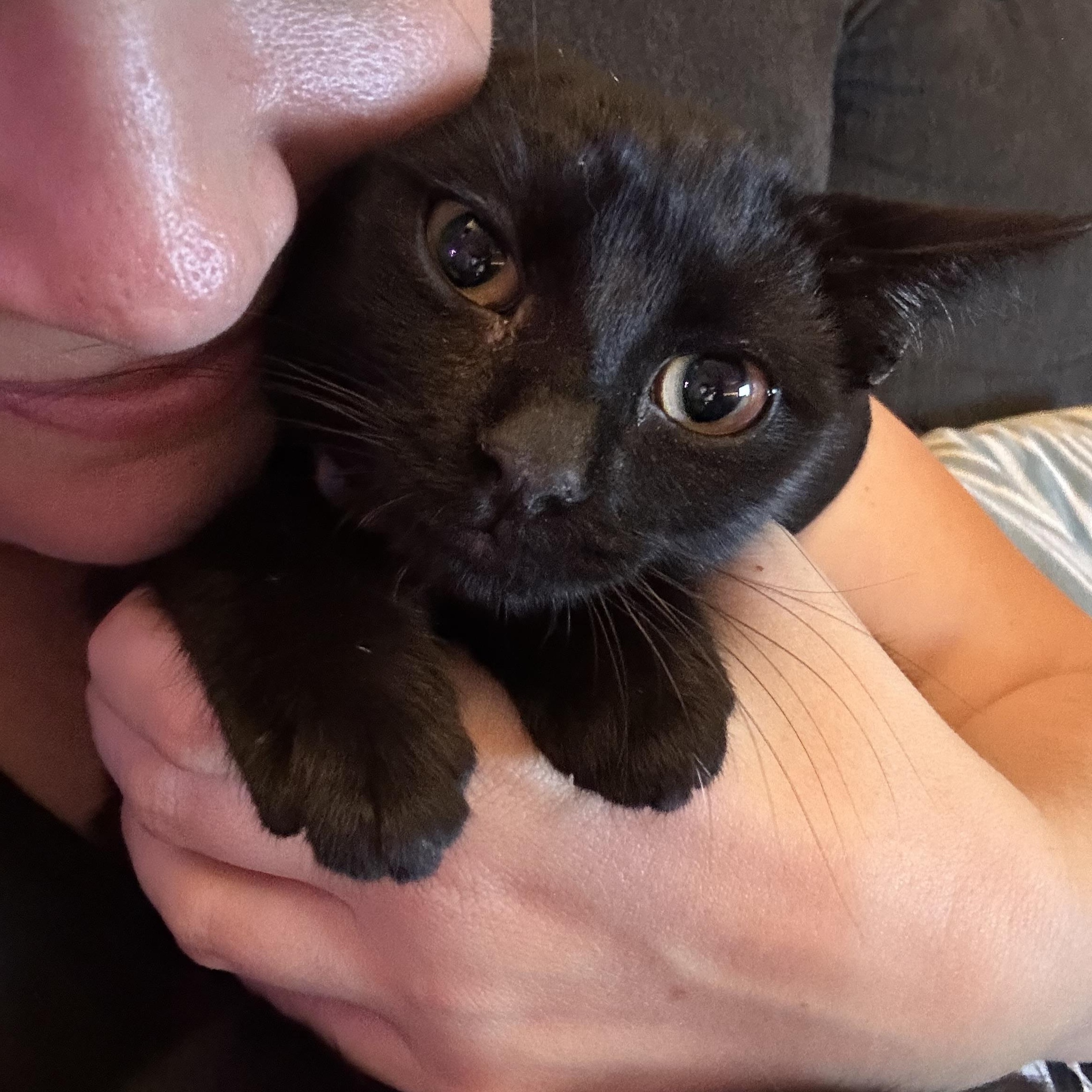Enlarge Dottie, a ADOPTABLE Domestic Short Hair in Sherman Oaks, CA image 6/6
